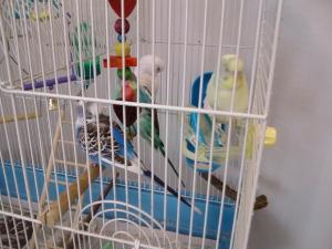 New budgies are bright blue and pale yellow/green.
